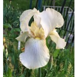Many Moons Iris