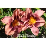 Mask of Time Daylily