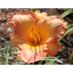 Mayan Poppy Daylily