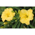 Meaningful Gesture Daylily