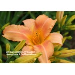 Melda Morphalot Daylily