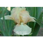 Melon Honey Iris