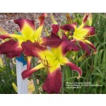 Memas Dingbat Daylily