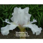 Mesmerizer Iris