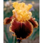 Mexican Holiday Iris