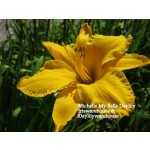 Michelle My Belle Daylily