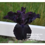Midnight Vigil Iris