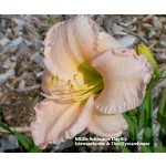 Millie Schlump Daylily