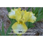 Ming Iris