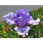 Missouri Mist Iris