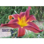 Missouri Royalty Daylily