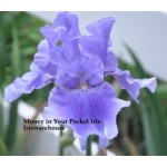 Money In Your Pocket Iris