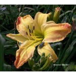 Monster Daylily