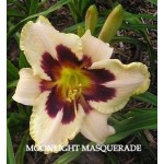 Moonllight Masquerade Daylily