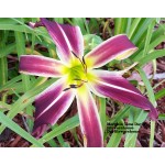 Morphin Time Daylily