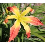 Muscle and Blood Daylily