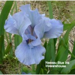 Nassau Blue iris