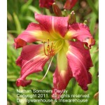 Nathan Sommers Daylily