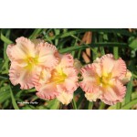 Neal Berry Daylily