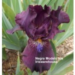Negra Modelo Iris