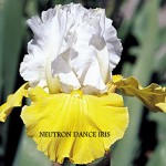 Neutron Dance Iris