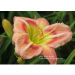 New Series Daylily