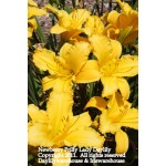 Newberry Frilly Lady Daylily