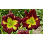 Night Beacon Daylily