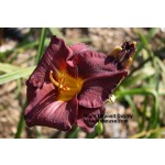 Night Deposit Daylily