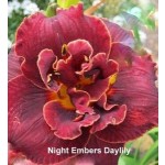 Night Embers Daylily