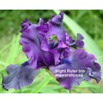 Night Ruler Iris
