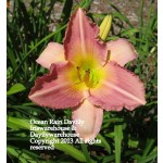 Ocean Rain Daylily