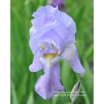 Odoratissima Iris