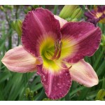 Old King Cole Daylily