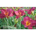 One More Heartache Daylily