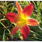 Open Hearth Daylily
