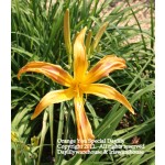Orange You Special Daylily