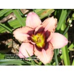 Orchid Candy Dayliliy