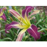 Orchid Hunter Daylily