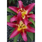 Oriental Lily Entertainer Lily