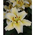 Oriental Trumpet lily Conca dor