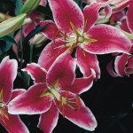 Oriental Lily Stargazer