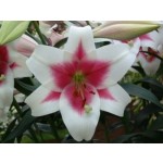 Oriental Trumpet Lily Triumphator