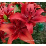 Original Love LA Hybrid Lily