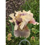 Ozone Alert Iris