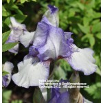 Pale Cloud Iris