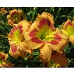 Pamela Williams Daylily