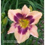 Paper Butterfly Daylily