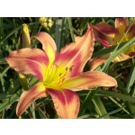 Parade of Peacocks Daylily