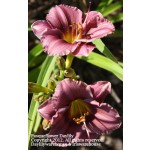 Pasqueflower Daylily